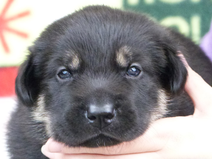 chinook puppy